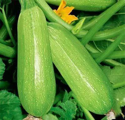 带你吃瓜吃其他蔬菜图片,带你领略缤纷色彩与美味佳肴